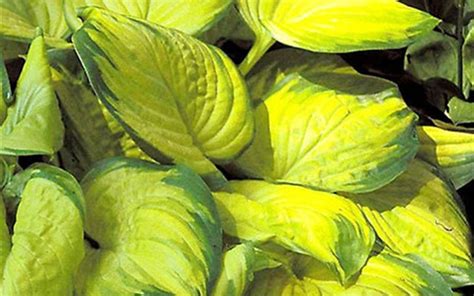 Buy Stained Glass Hosta Lily Plants Online 1 Gallon
