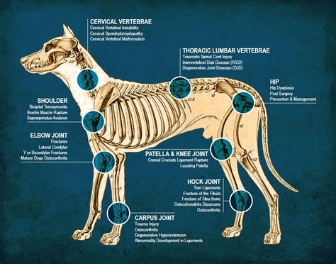 Pin En Dog Canine Anatomy