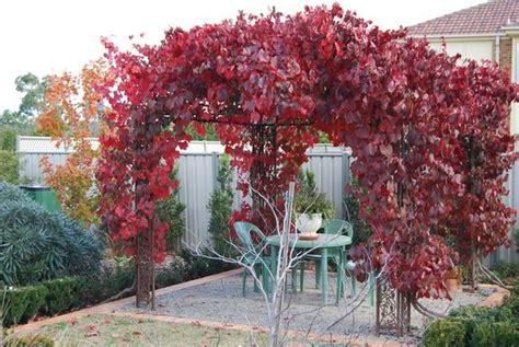 Ornamental Grape Vine Zones 5 9 Amazing Fall Color Grape Vine Trellis