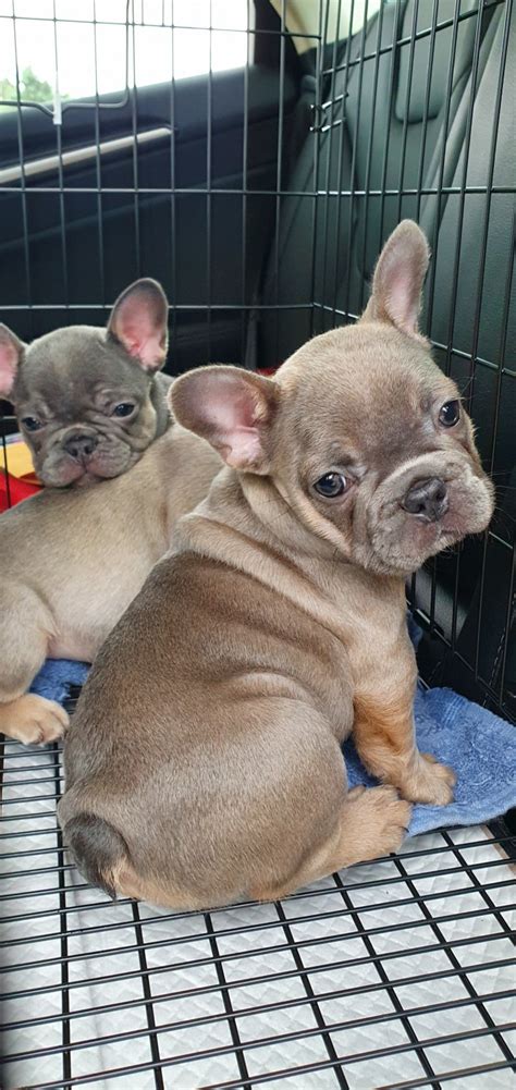 27 French Bulldog Puppies For Sale Wa Picture Bleumoonproductions