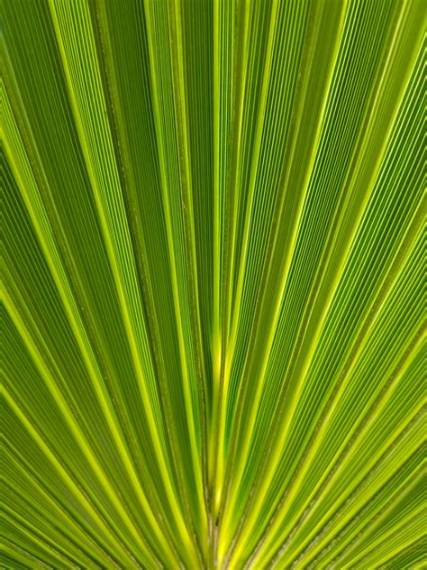 Palm Leaf Background Free Stock Photo Public Domain Pictures