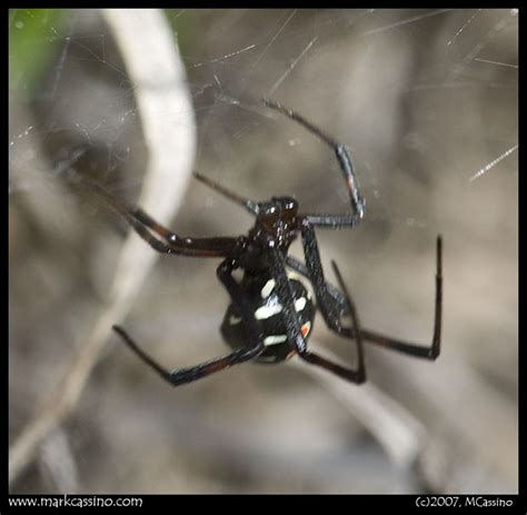 The Northern Black Widow Spider