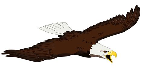 Bald Eagle Bird Beak Clip Art Png Download 34071678 Free