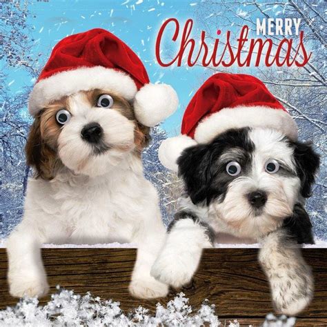 Gone to the snow dogs. Cute Puppy Dogs Googlies Christmas Card | Cards