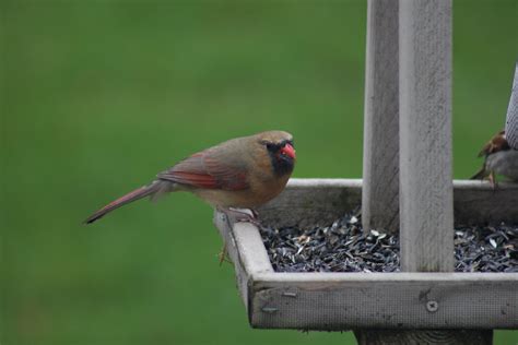 Cardinals Grosbeaks And Buntings Flickr