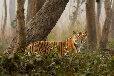 Sundarbans National Park Sunderbans Tiger Reserve Ticket Price