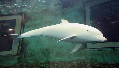 Albino Dolphin Was Stolen From The Ocean To Live In A Tiny Chlorinated