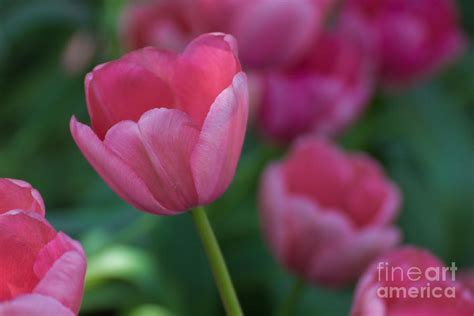 Pink Solo Photograph By Diana Jo Marmont Fine Art America