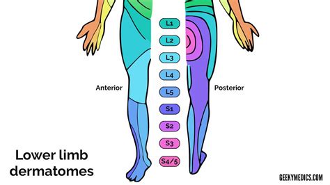 L3 Nerve Root Dermatome Dermatomes Chart And Map