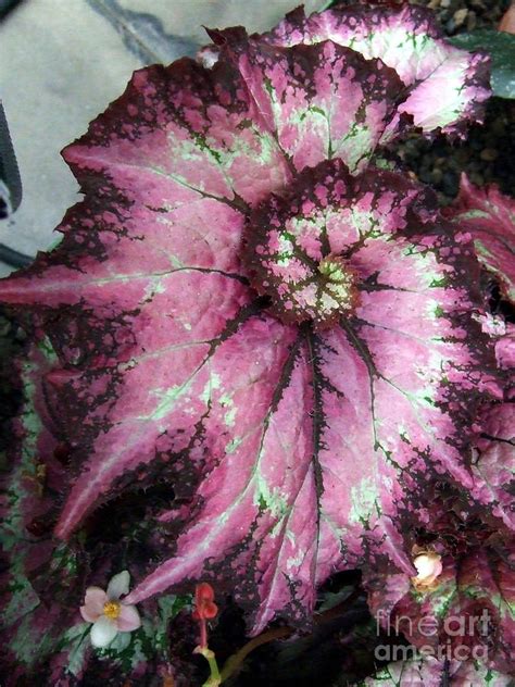 I Love Spirals Found In Nature This One Is The Rex Begonia Pretty