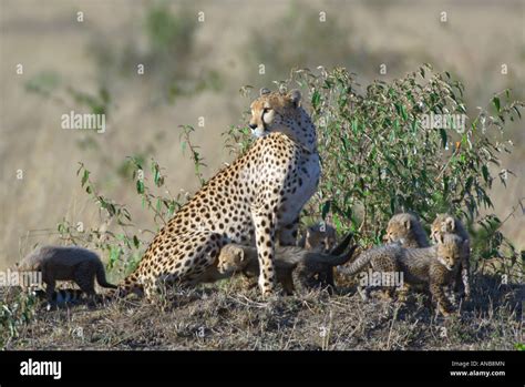 Cheetah Acinonyx Jubatus With Six Young Cubs Milling Around Stock