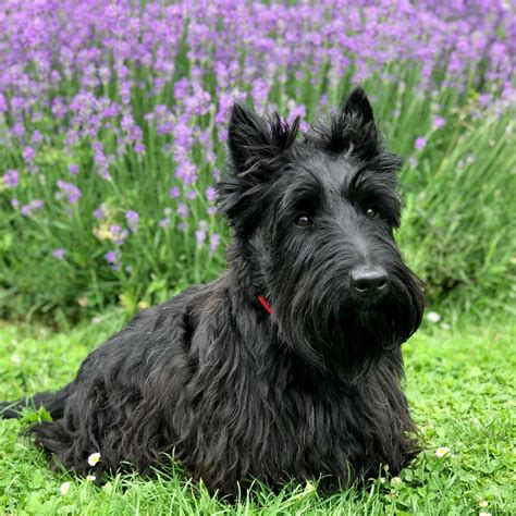 The Lavendel Scottie Scottie Puppies Scottie Terrier Scottish