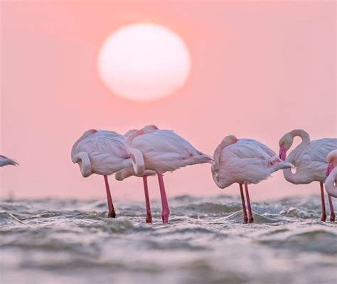 European Flamingo Bing Wallpaper Download