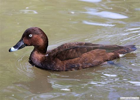 Identify All Types Of Ducks Duck Pictures And Duck Representative Species Wildfowl Photography