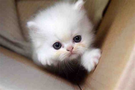 Os 40 Gatos Mais Fofos Lindos E Pequenos Do Mundo Webtudo Curiosidades
