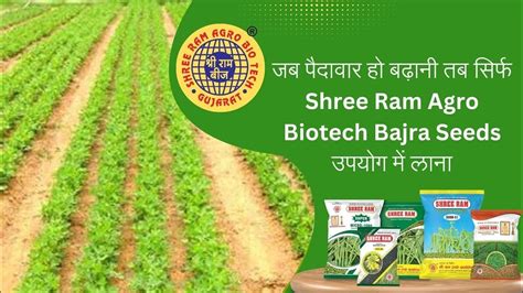 जब पैदावार हो बढ़ानी तब सिर्फ Shree Ram Agro Biotech Bajra Seeds उपयोग