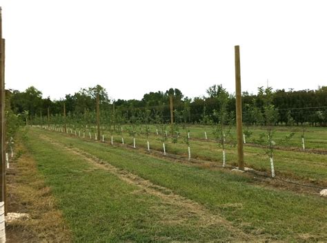 How many trees per acre? 17 Best images about High-Density Apple Orchard on ...