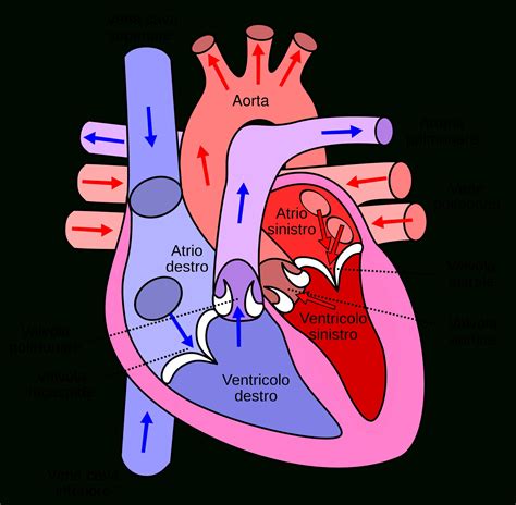 Human Circulatory System Diagram Labeled Circulatory System The Free