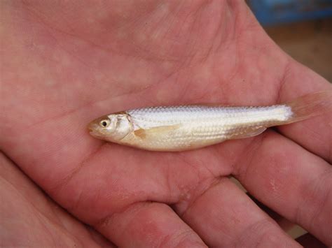 Searching For The Elusive Endangered Silvery Minnow Article The