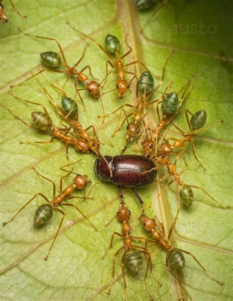 Image Of Green Tree Ants Pulling A Bug Apart Austockphoto