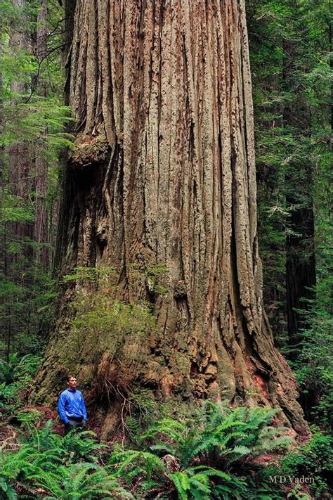 A Man Standing Next To A Large Tree In The Forest