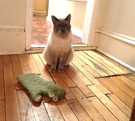 Check spelling or type a new query. These 9 Cats Bring Their Humans Some Unusual Gifts - Love Meow