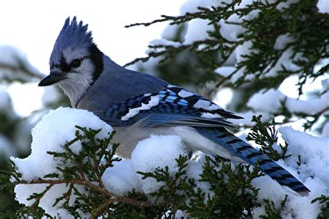 The Blue Jay | Canadian Lovely Bird Basic Facts & Information | Beauty