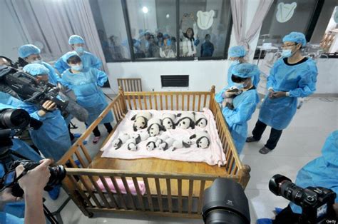 Baby Pandas China 14 New Babies On Display At Breeding Base Huffpost