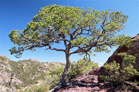 Mexican Pinyon Pine Pinus Cembroides By Bob Gibbonsscience Photo Library