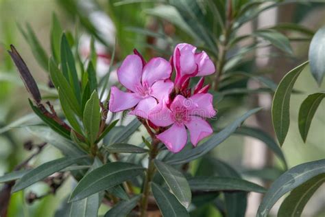 Close Up Pink Oleander Nerium Flower In Nature Garden Stock Image