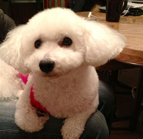 Bichon Frise Cat And Dog Tails Tales Pinterest