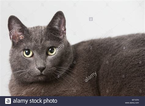 What is the number one most common color and marking pattern of a domestic shorthair cat? Animal, cat domestic shorthair, Grey, indoors, pet, studio ...