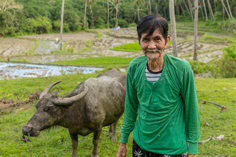 An Old And Lanky Filipino Farmer With His Carabao A Friendly Local Man