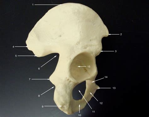 Os Coxae Lateral View Right Hip Coxal Bone Quiz