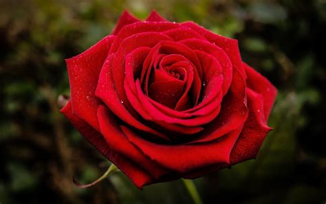Free Photo Red Rose Beautiful Blooming Blossom Free Download