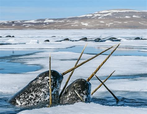 The Ever Elusive Narwhals In The Canadian Arctic Where Its Home To
