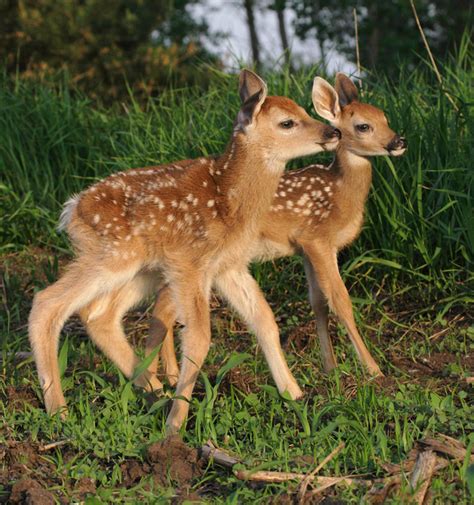 Fawn Deer Baby Animals Photo 19818144 Fanpop