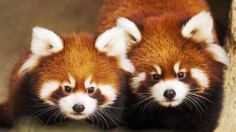 My Cats Are Democrats Love A Red Panda