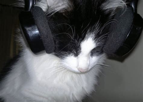 A Black And White Cat With Headphones On