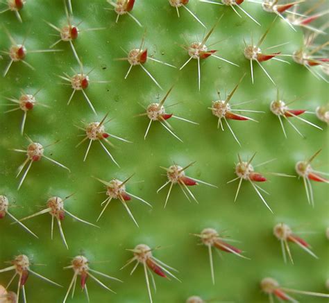 Sweet, delicious prickly pear (cactus pear) are round to oval fruits obtained from the cactus plants. In the Company of Plants and Rocks: Plant Revenge -- or is it?