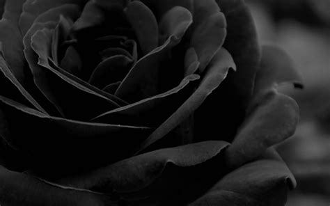 Download Extreme Close Up Of Black And White Rose Wallpaper