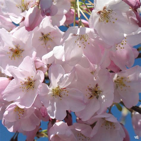 Flowering Cherry Akebono — Green Acres Nursery And Supply