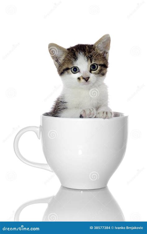 Kitten In Coffee Cup Stock Photo Image Of Kitten Feline 38577384
