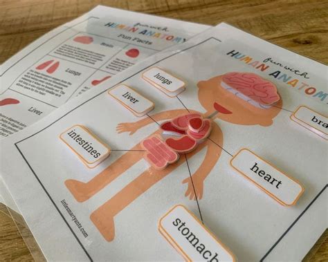 This Printable Human Anatomy Game Is The Perfect Activity For