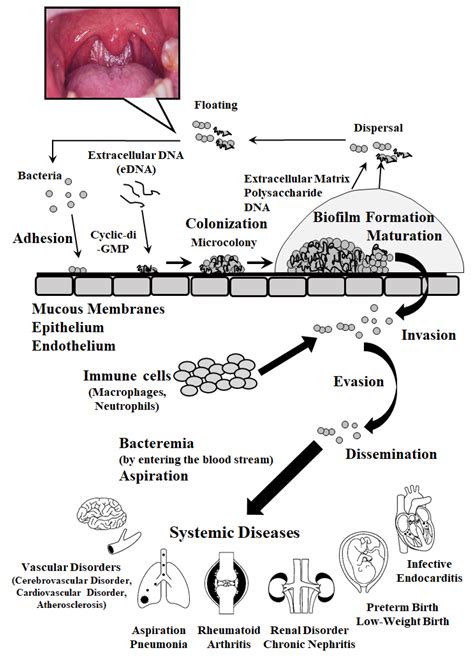 Life Cycle Of Streptococcus Pneumoniae