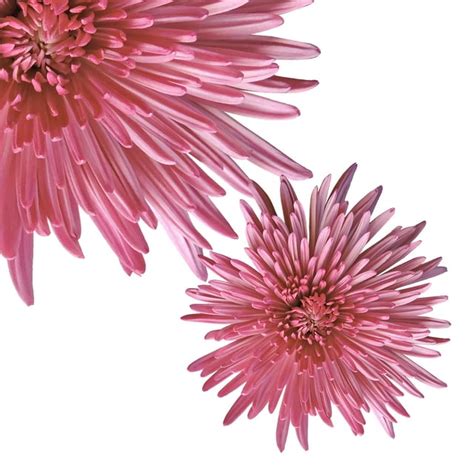 Fresh Cut Pink Spider Mums Pack Of 60 By Inbloom Group