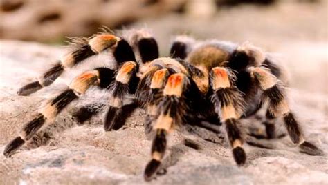 Are Tarantulas Poisonous? | Med-Health.net