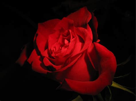 Red Rose Wallpaper With Black Background Red Rose Black Background 6