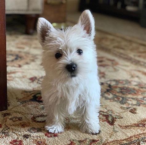 West Highland Terrier Puppies In East Malling Kent Gumtree