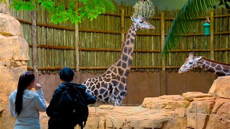 Lincoln Park Zoo In Chicago Illinois Expedia
